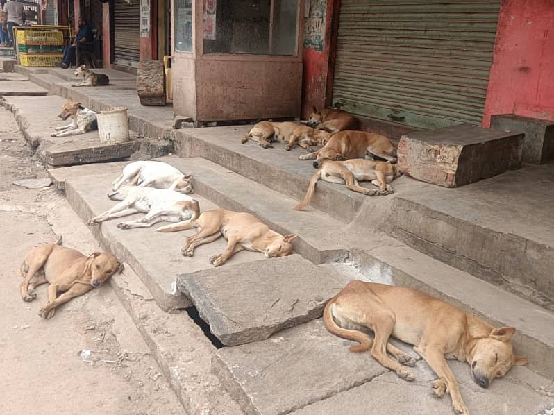 ಶ್ರೀನಿವಾಸಪುರ ಪಟ್ಟಣದ ಆಜಾದ್‌ ರಸ್ತೆಯಲ್ಲಿ ಬೀದಿನಾಯಿಗಳ ಹಾವಳಿ