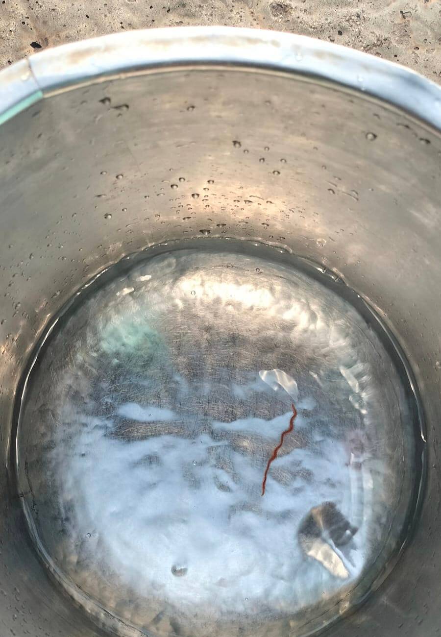 ನೀರಿನಲ್ಲಿ ಹುಳು