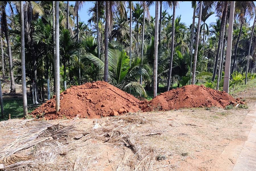 ಗುಬ್ಬಿ ತಾಲ್ಲೂಕಿನ ಅಡಿಕೆ ತೋಟದಲ್ಲಿ ಸುರಿದಿರುವ ಕೆಂಪು ಮಣ್ಣು