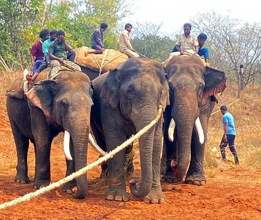 <div class="paragraphs"><p>ಚನ್ನಪಟ್ಟಣ ತಾಲ್ಲೂಕಿನ ಬಿ.ವಿ. ಹಳ್ಳಿ ಅರಣ್ಯ ಪ್ರದೇಶದ ಕೆಂಪಿಕಟ್ಟೆ ಕೆರೆ ಬಳಿ ಸೆರೆ ಹಿಡಿದ ಮಕ್ನಾ ಆನೆ</p></div>