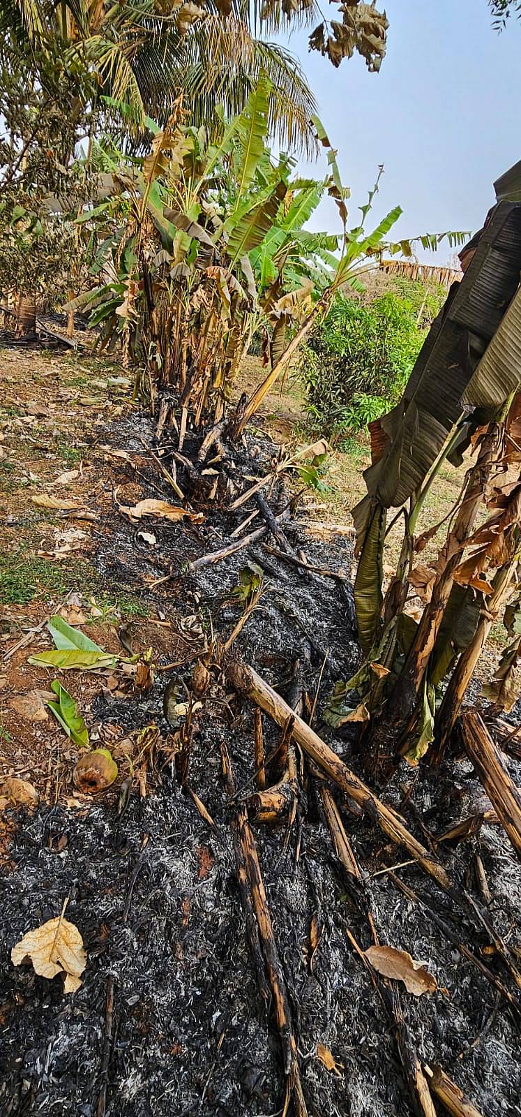ಬಾಳೆ ಗಿಡಗಳು ಸುಟ್ಟು ಕರಕಲಾಗಿರುವುದು