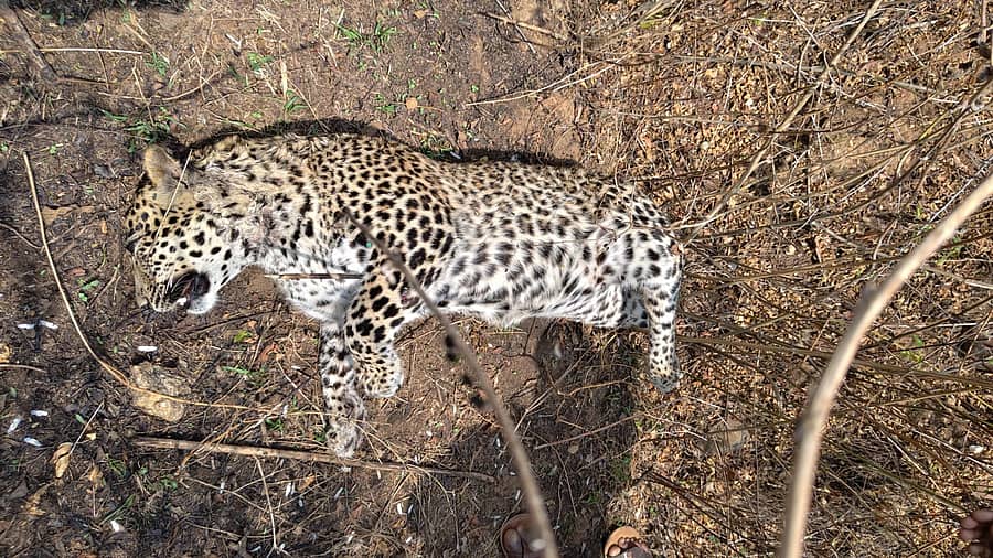 <div class="paragraphs"><p>ಚಿರತೆಯ ಮೃತದೇಹಗ</p></div>