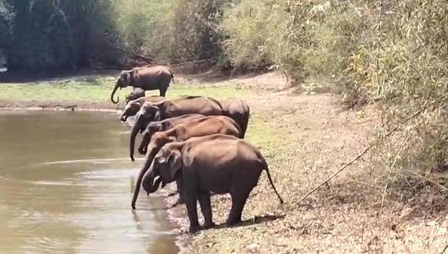 ನರಸಿಂಹರಾಜಪುರ ತಾಲ್ಲೂಕು ಹೊಸಕೊಪ್ಪದ ಬಿ.ಟಿ. ಯತಿರಾಜ್ ಅವರ ತೋಟದ ಪಕ್ಕದಲ್ಲಿನ ಕೆರೆಯಲ್ಲಿ ಭಾನುವಾರ ನೀರು ಕುಡಿಯಲು ಬಂದ 10 ಕಾಡಾನೆಗಳ ಹಿಂಡು