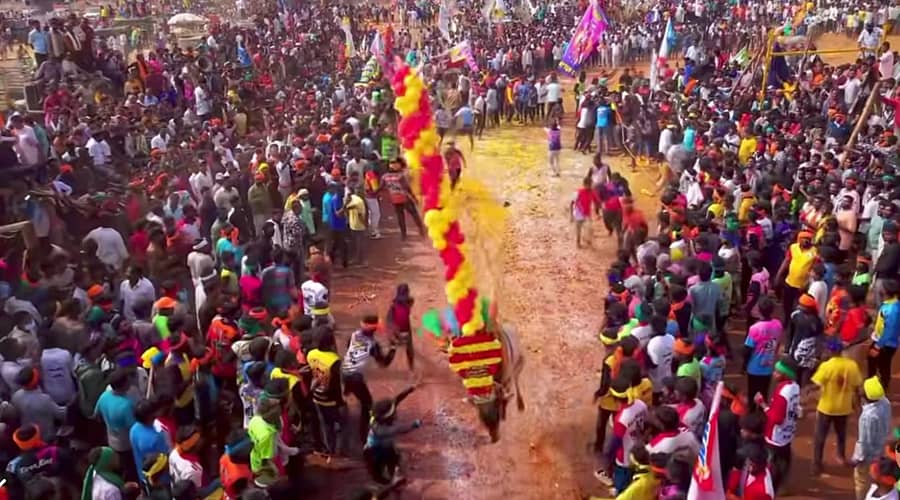 ಆನೇಕಲ್ ಸಮೀಪದ ಡೆಂಕಣಿಕೋಟೆಯ ಮಲ್ಲಿಕಾರ್ಜುನ ದುರ್ಗಂನಲ್ಲಿ ಜಲ್ಲಿಕಟ್ಟಿನಲ್ಲಿ ಮಿಂಚಿನ ರಾಣೆಬೆನ್ನೂರಿನ ರಾಸು