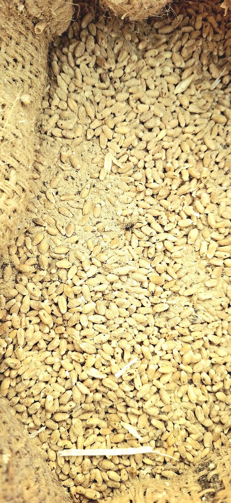 ಹುಳು ಬಿದ್ದ ಕಳಪೆ ಮಟ್ಟದ ಗೋಧಿ