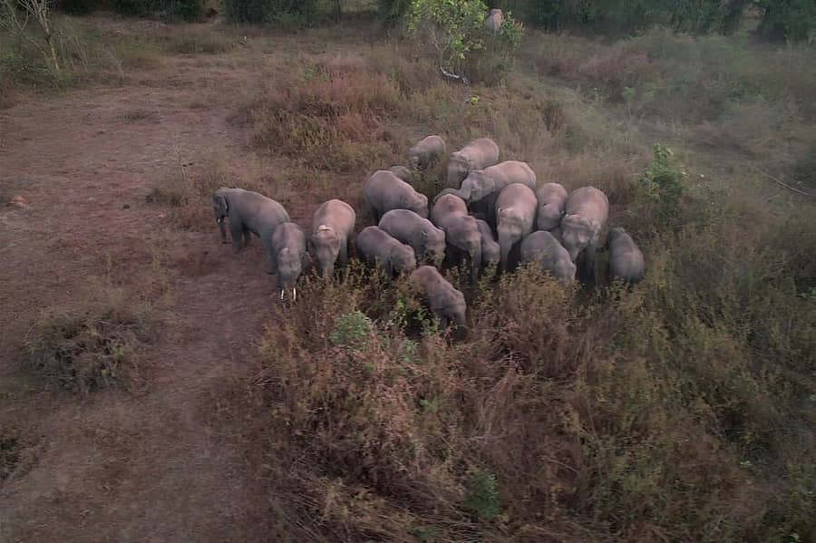 ಮೂಡಿಗೆರೆ ತಾಲ್ಲೂಕಿನ ಕಸ್ಕೆಬೈಲು ಬಳಿ ಇರುವ ಬೀಟಮ್ಮ ಗುಂಪಿನ ಆನೆಗಳು