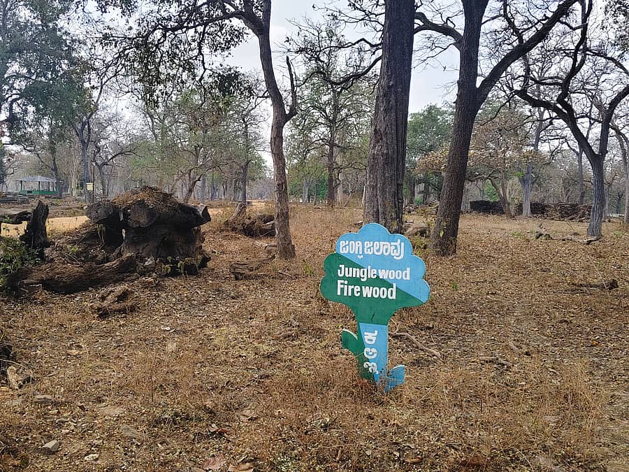 ಮುಂಡಗೋಡ ಪಟ್ಟಣದ ಕಾಳಗನಕೊಪ್ಪ ರಸ್ತೆಯಲ್ಲಿರುವ ಸರ್ಕಾರಿ ಮರಮುಟ್ಟು ಸಂಗ್ರಹಾಲಯದಲ್ಲಿ ಉರುವಲು ಕಟ್ಟಿಗೆ ಸಂಗ್ರಹಿಸಿರುವುದು