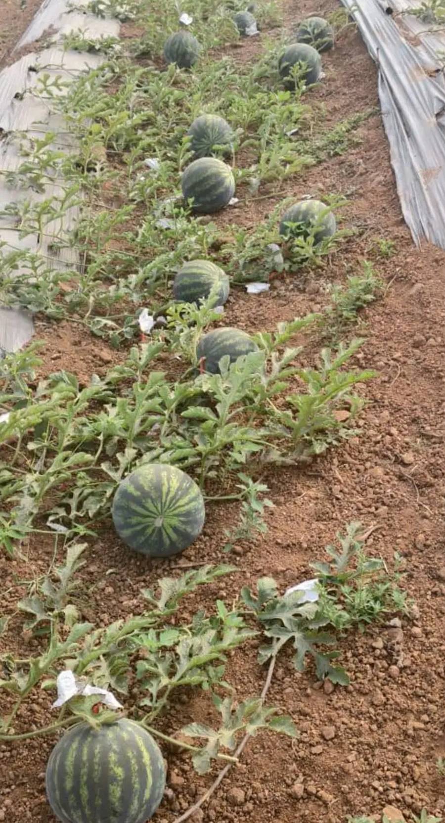 ಶಿರಸಿಯ ಬನವಾಸಿಯ ಕಲ್ಲಂಗಡಿ ಬೆಳೆಗಾರ ಶಿವಕುಮಾರ ಅವರ ತೋಟದಲ್ಲಿ ಬೆಳೆದ ಕಲ್ಲಂಗಡಿ