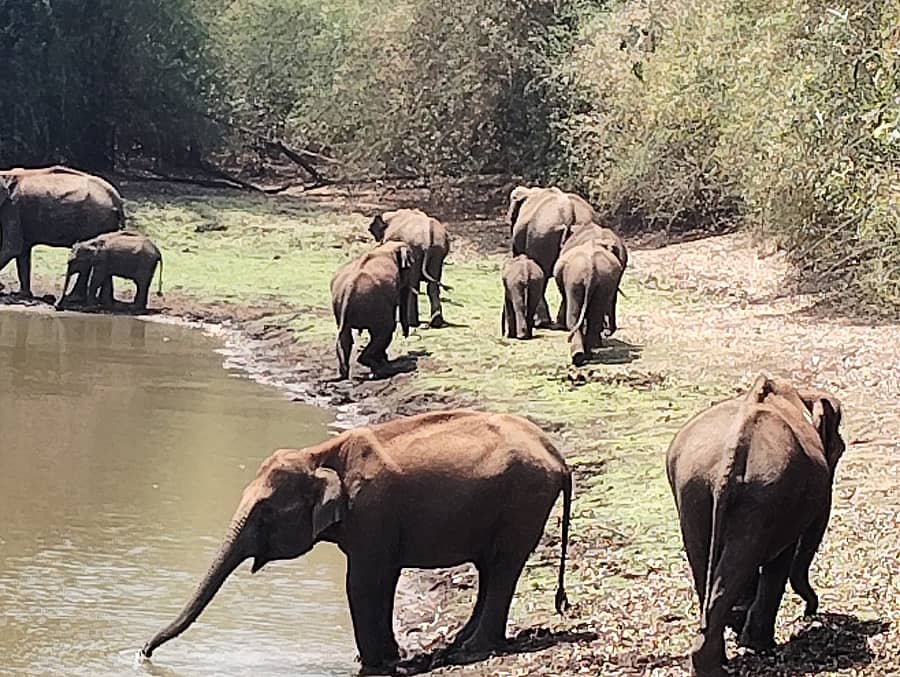 ನರಸಿಂಹರಾಜಪುರ ತಾಲ್ಲೂಕು ಮುತ್ತಿನಕೊಪ್ಪ ಗ್ರಾಮ ಪಂಚಾಯಿತಿಯ ಹೊಸ ಕೊಪ್ಪ ಗ್ರಾಮದಲ್ಲಿ ಕಂಡು ಬಂದ ಕಾಡಾನೆಗಳ ಹಿಂಡು