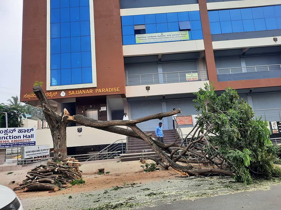ಹಾವೇರಿಯ ಬಸವೇಶ್ವರನಗರದಲ್ಲಿರುವ ಸಜ್ಜನರ ಪ್ಯಾರಡೈಸ್ ಕಟ್ಟಡದ ಎದುರು ಬೃಹತ್ ಮರವನ್ನು ಕಡಿದಿರುವುದು