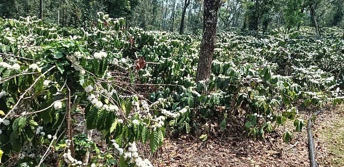 ಲಿಂಗದಹಳ್ಳಿ ಹೋಬಳಿ ಭಾಗದ ಕಾಫಿ ತೋಟಗಳಲ್ಲಿ ಅಕಾಲಿಕ ಮಳೆಯಿಂದ ಕಾಫಿ ಗಿಡಗಳು ಹೂ ಬಿಟ್ಟು ಉದುರುತ್ತಿರುವುದು 