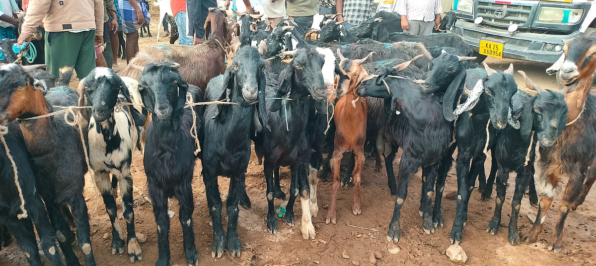 Goat market sales: ಯುಗಾದಿ, ರಂಜಾನ್‌ಗೆ ಸಿದ್ಧತೆ: ಕುರಿ, ಮೇಕೆ ಮಾರಾಟ ಜೋರು