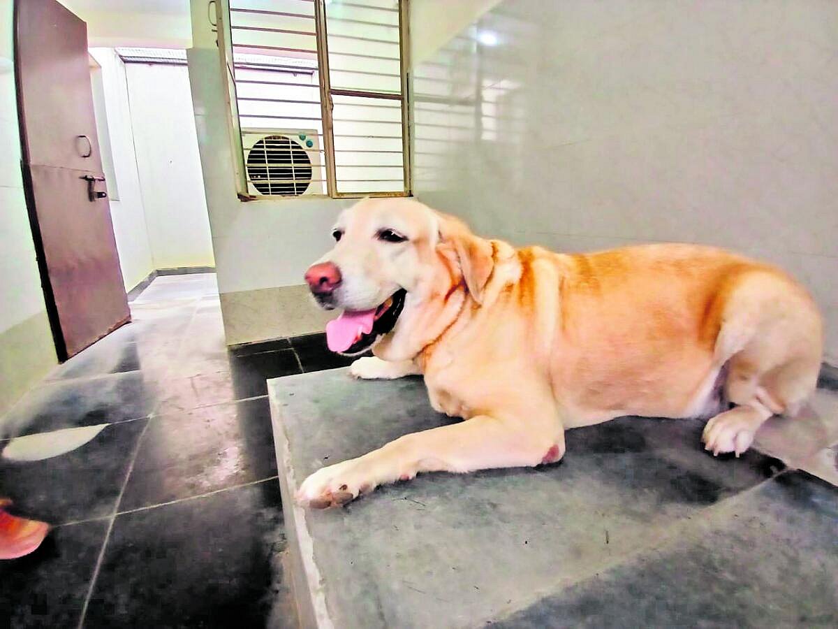 ರಾಯಚೂರು | ಬಿರು ಬೇಸಿಗೆ: ಪೊಲೀಸ್ ಶ್ವಾನಗಳಿಗೆ ಕೂಲರ್‌
