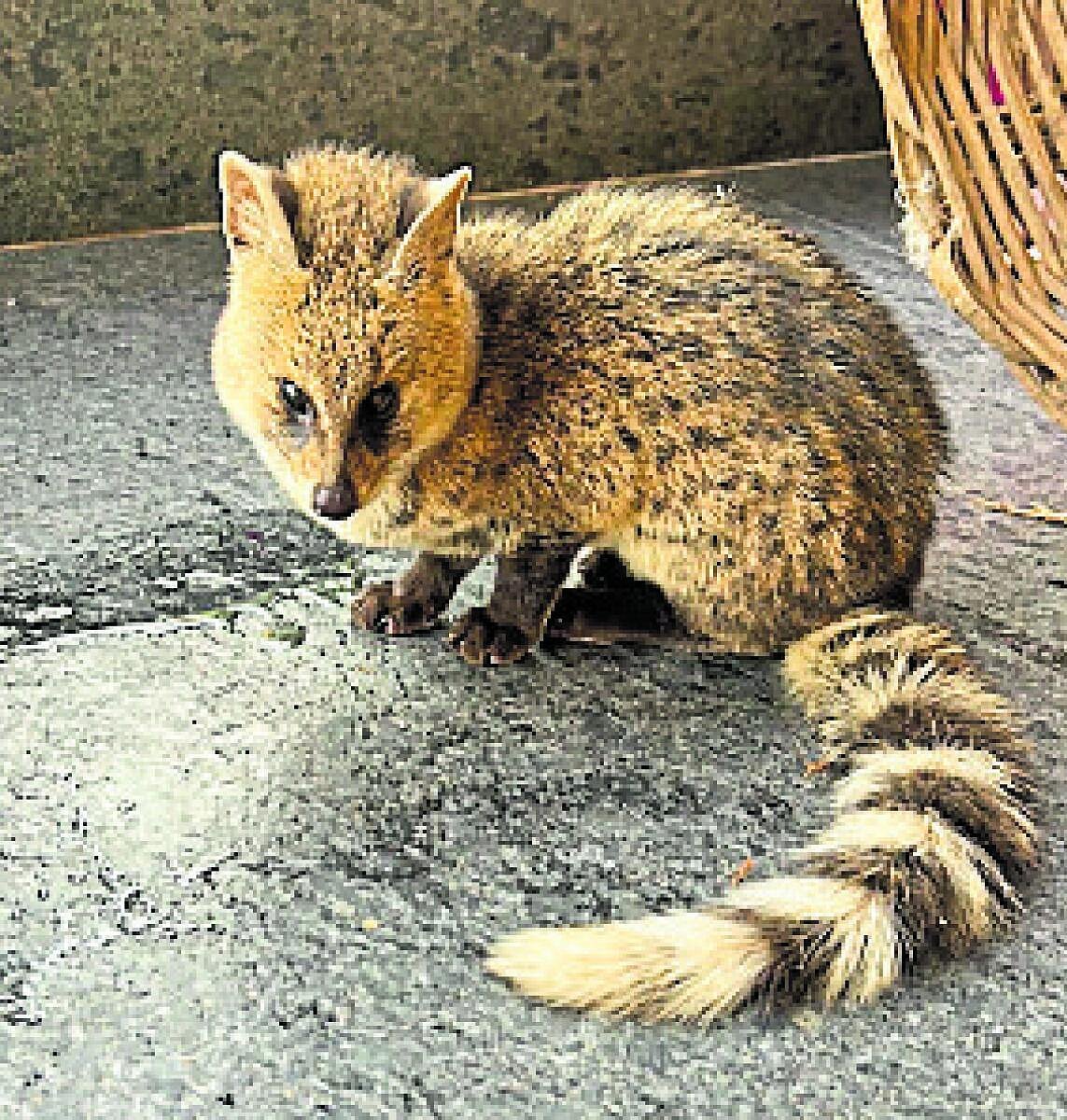 ಮನೆಗೆ ಬಂದ ಪುನುಗು ಬೆಕ್ಕು