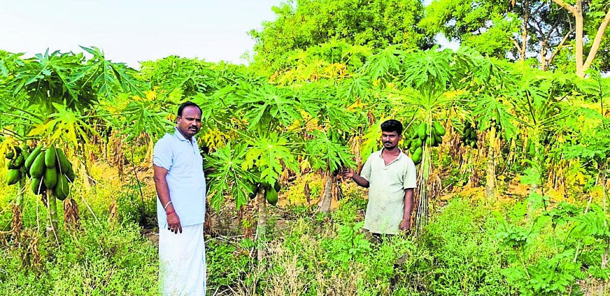 ಸಮಗ್ರ ಕೃಷಿಯಲ್ಲಿ ಯಶ ಕಂಡ ರೈತ