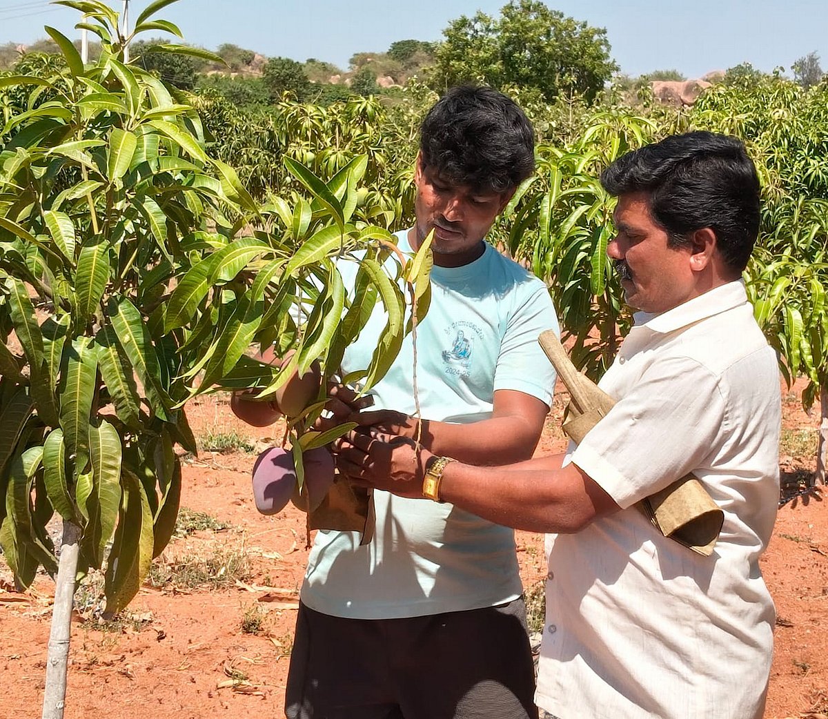 ಮೂರೇ ವರ್ಷದಲ್ಲಿ ಬಂತು ಮೀಯಾಜಾಕಿ ಮಾವು