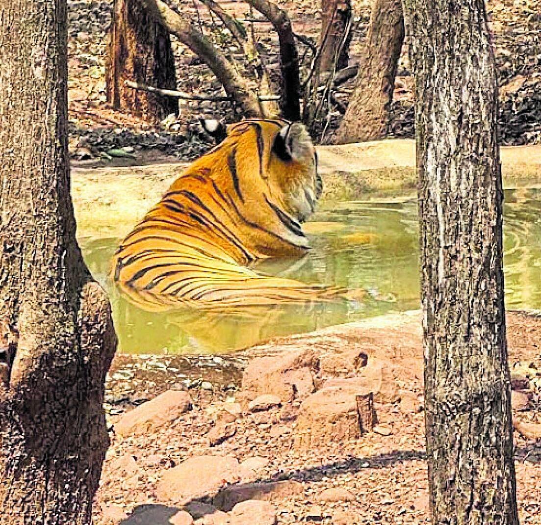 ಮೃಗಾಲಯದಲ್ಲಿ ತಣ್ಣೀರ ಸಿಂಚನ: ಮಂಜುಗಡ್ಡೆ ಆಟ