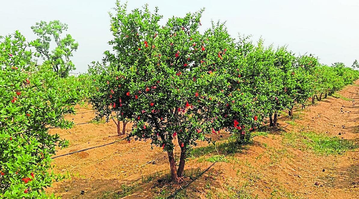 ಯೂರಿಯಾ, ಡಿಎಪಿ ಮಾರಾಟಕ್ಕೆ ನಿರ್ಬಂಧ