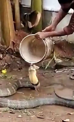 ಬಿಸಿಲ ಬೇಗೆ: ಕಾಳಿಂಗ ಸರ್ಪಕ್ಕೆ ಸ್ನಾನ ಮಾಡಿಸಿದ ಉರಗ ರಕ್ಷಕ– ವಿಡಿಯೊ ನೋಡಿ