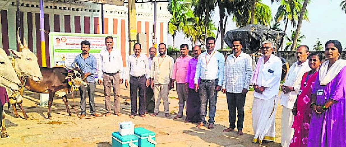 ಕಾಲುಬಾಯಿ ಲಸಿಕೆ ಅಭಿಯಾನಕ್ಕೆ ಚಾಲನೆ