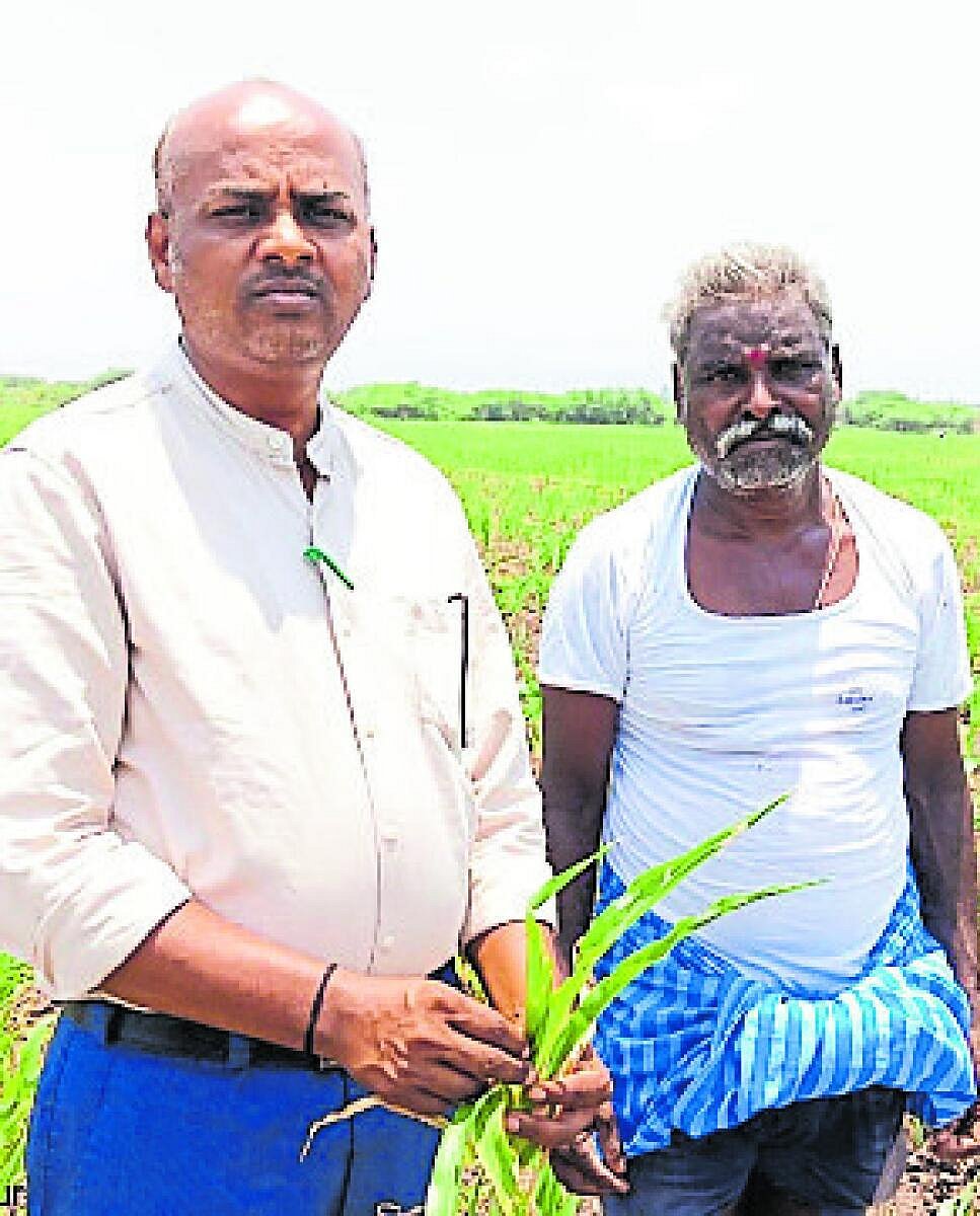 ಬಿಳಿ ಜೋಳಕ್ಕೆ ಲದ್ದಿ ಹುಳು ಕಾಟ