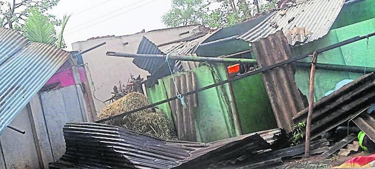 ಕೊಟ್ಟಿಗೆ ಕುಸಿದು 2 ಆಕಳು ಸಾವು