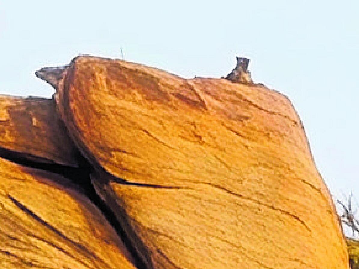 ಕಾರಮರಡಿ ಬೆಟ್ಟದಲ್ಲಿ ಚಿರತೆ