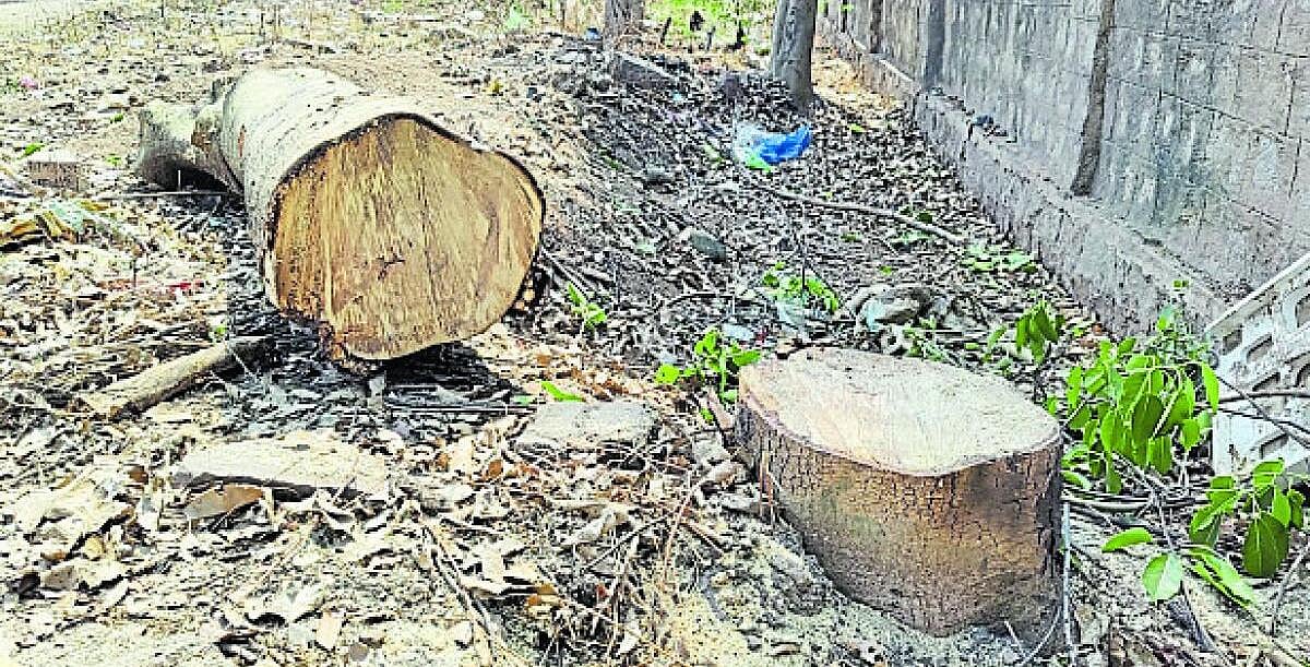 ಮರ ಕಡಿತ: ಸರ್ಕಾರಕ್ಕೆ ಜೆಎಸ್ಪಿ ಪತ್ರ