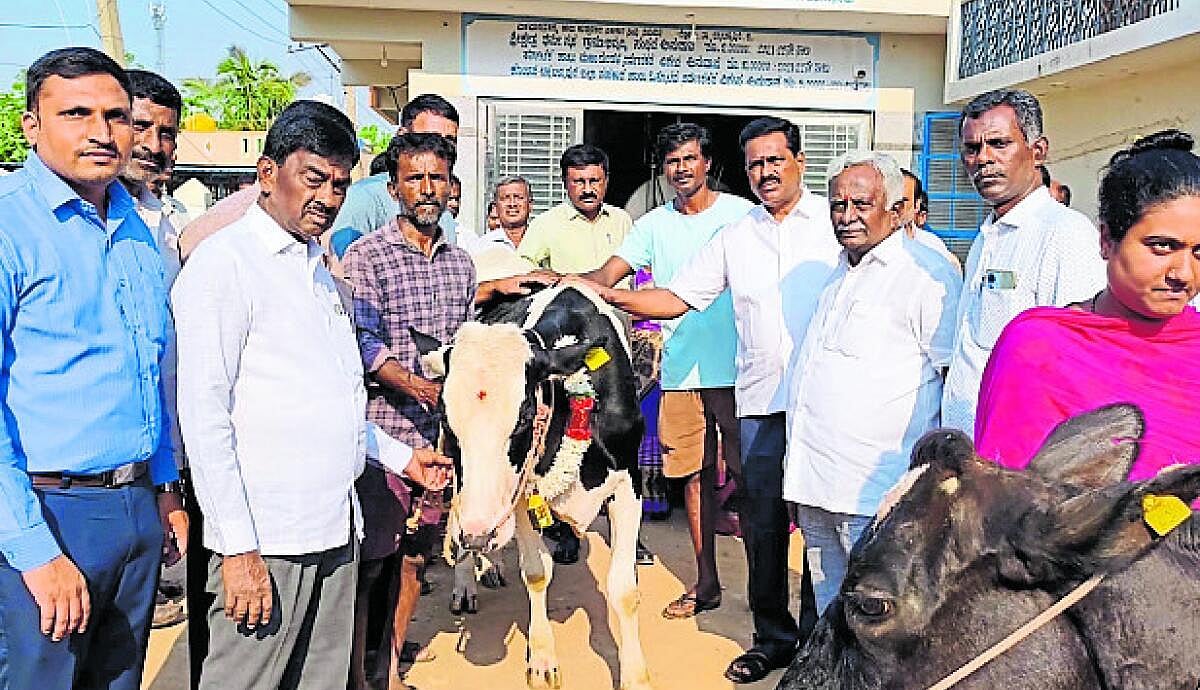 ಕಾಲುಬಾಯಿ ಜ್ವರ ಲಸಿಕಾ ಅಭಿಯಾನ