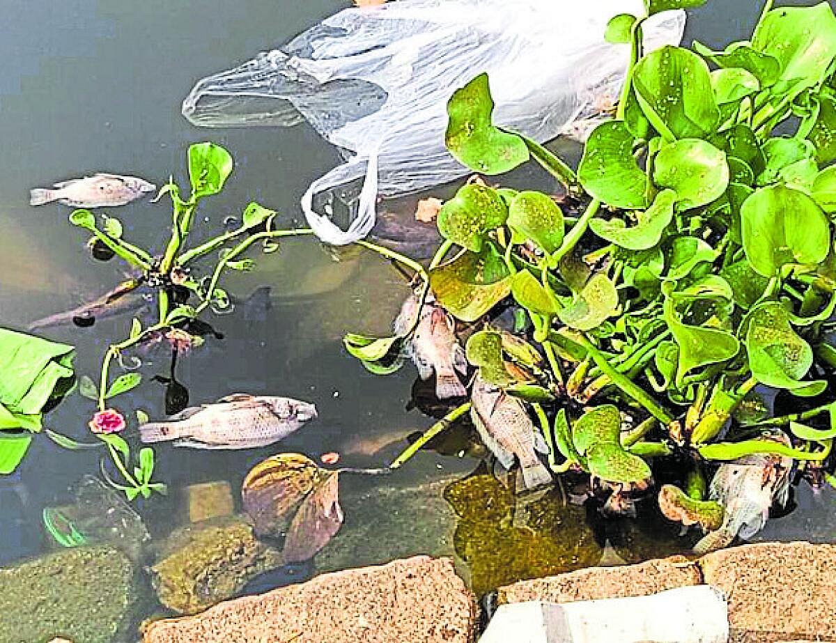 ಕಂದವಾರ ಕೆರೆ: ಮೀನುಗಳ ಮಾರಣಹೋಮ