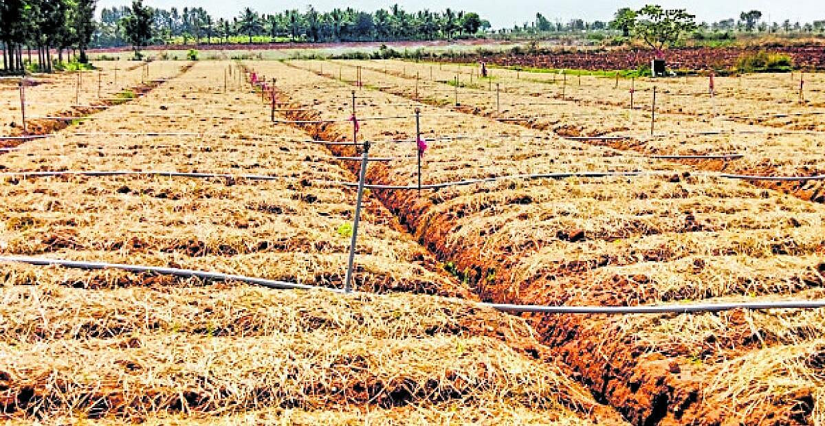 ಶುಂಠಿ ಮೊಳಕೆ ಬರಲು ತೊಡಕು