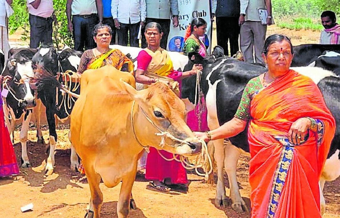 ಮಹಿಳೆಯರಿಗೆ 150 ಸೀಮೆ ಹಸು ವಿತರಣೆ