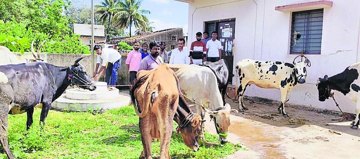 ಪಶುವೈದ್ಯರ ಕೊರತೆ; ಸಕಾಲಕ್ಕೆ ಸಿಗದ ಚಿಕಿತ್ಸೆ