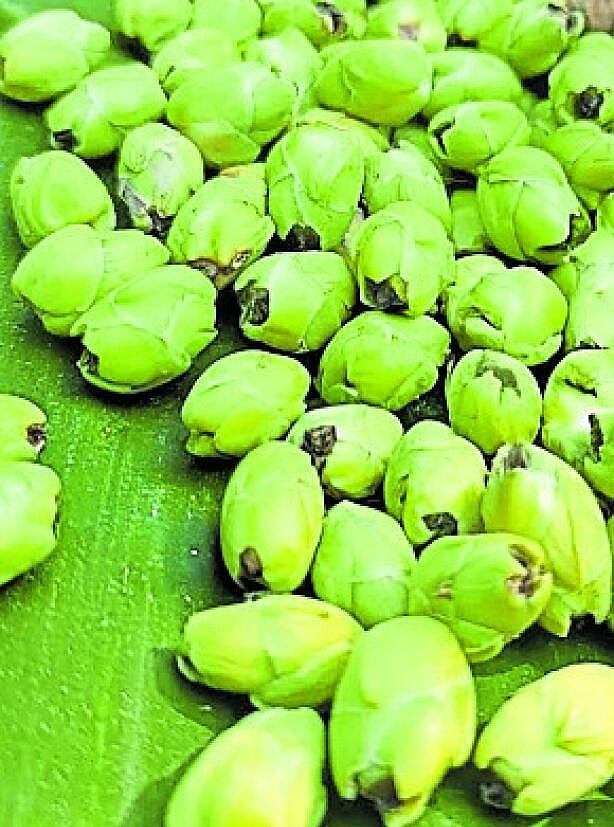 ಅಡಿಕೆ ಹರಳು ಉದುರು ವ್ಯಾಪಕ