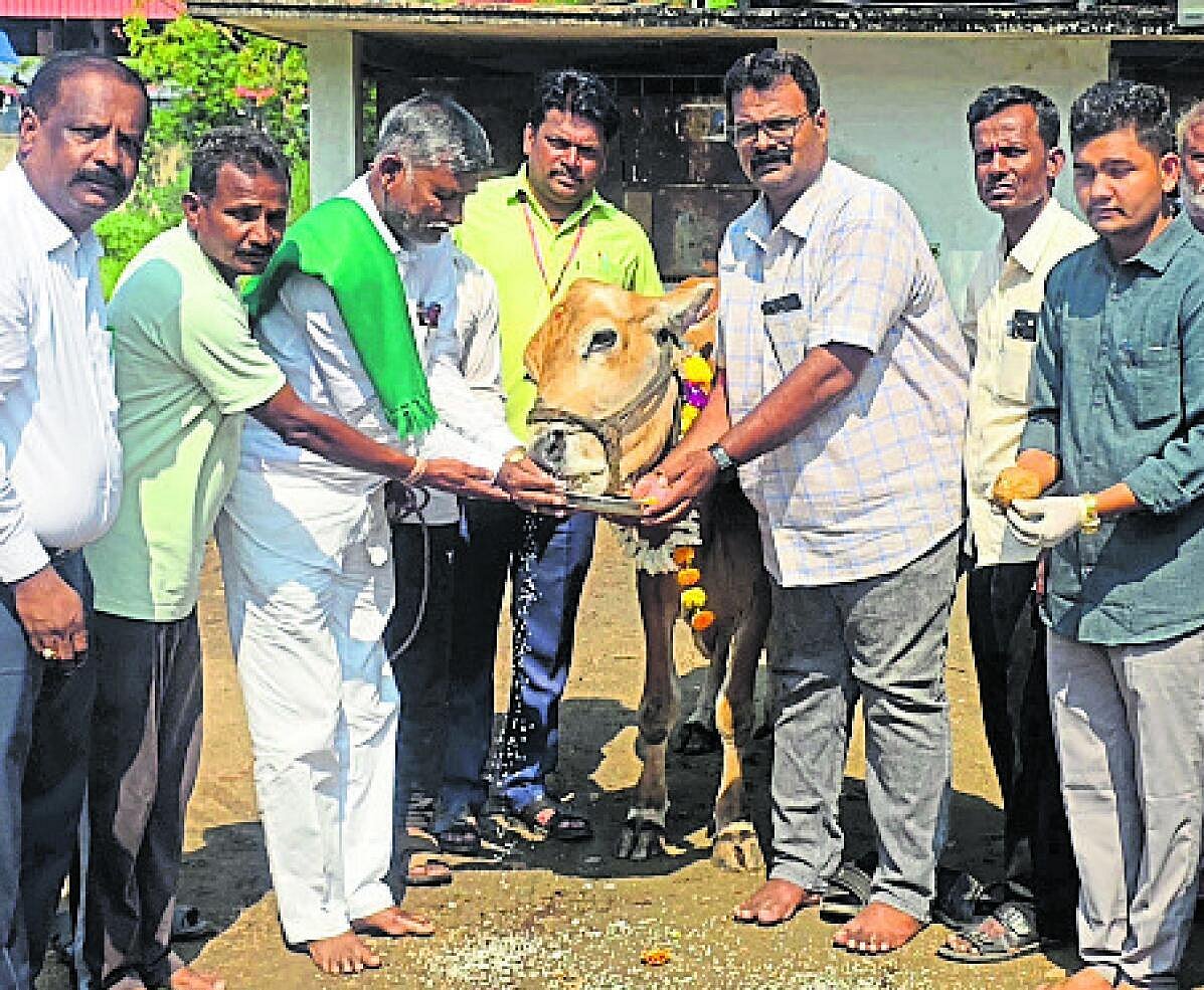 ‘ಜಾನುವಾರಿಗೆ ಲಸಿಕೆ ಹಾಕಿಸಿ’