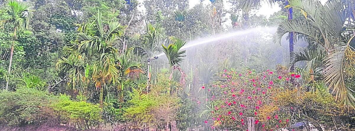 ಕೊಡಗು ಜಿಲ್ಲೆಯಲ್ಲಿ ಮಳೆ ಕೊರತೆ ತೀವ್ರ