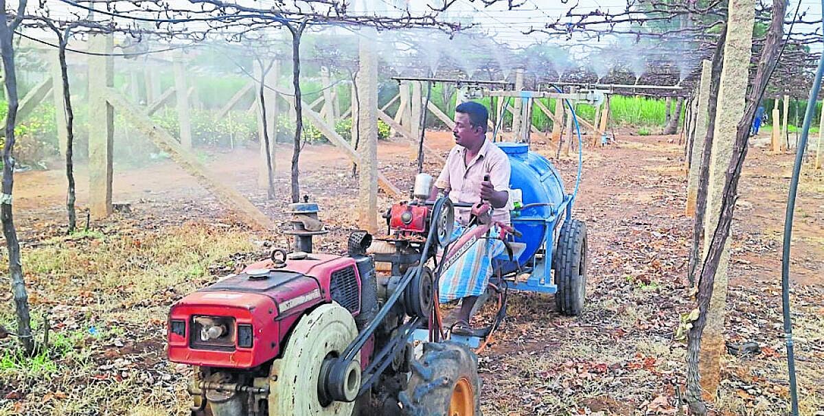 ತಾಪಮಾನ ಏರಿಕೆ : ಬಾಡಿದ ಬೆಳೆ