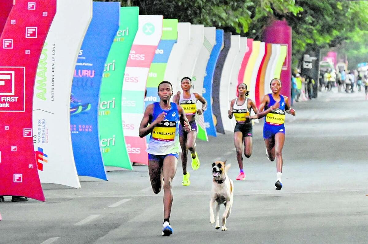 ಚಿತ್ರಗಳಲ್ಲಿ ನೋಡಿ: ಟೆನ್ಕೆ ಓಟದ ಗಮ್ಮತ್ತು