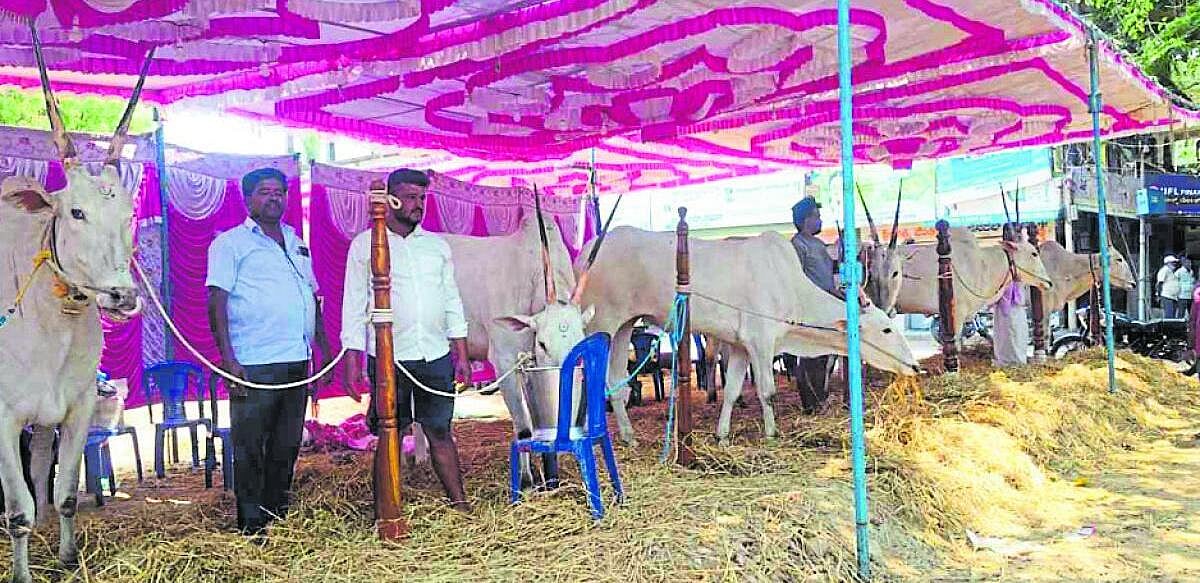 ಮದ್ದೂರು: ದನಗಳ ಜಾತ್ರೆ ಆರಂಭ
