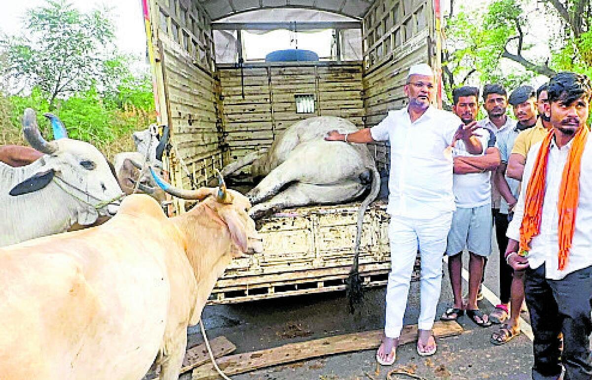 ಶಾಸಕರಿಂದ ಗೋವುಗಳ ಸಂರಕ್ಷಣೆ