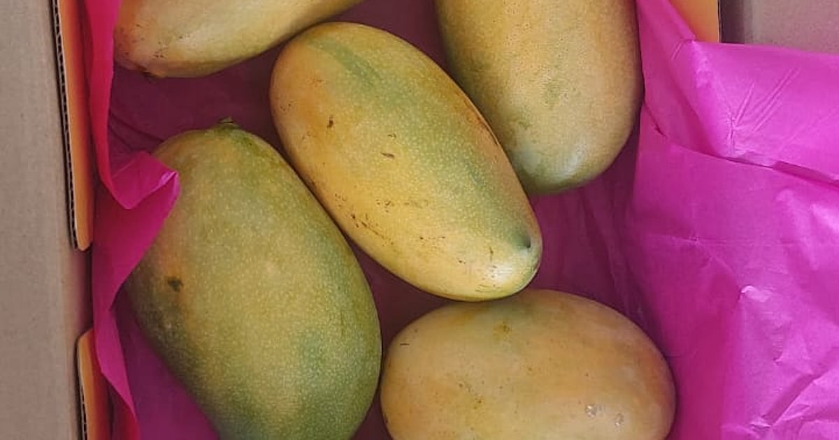 Track Mango Order Mango Delivery: ಅಂಚೆ ಮೂಲಕ ಮನೆ ಬಾಗಿಲಿಗೆ ಮಾವು: ಹಾಪ್ಕಾಮ್ಸ್ ಅಧ್ಯಕ್ಷ ಚಂದ್ರೇಗೌಡ