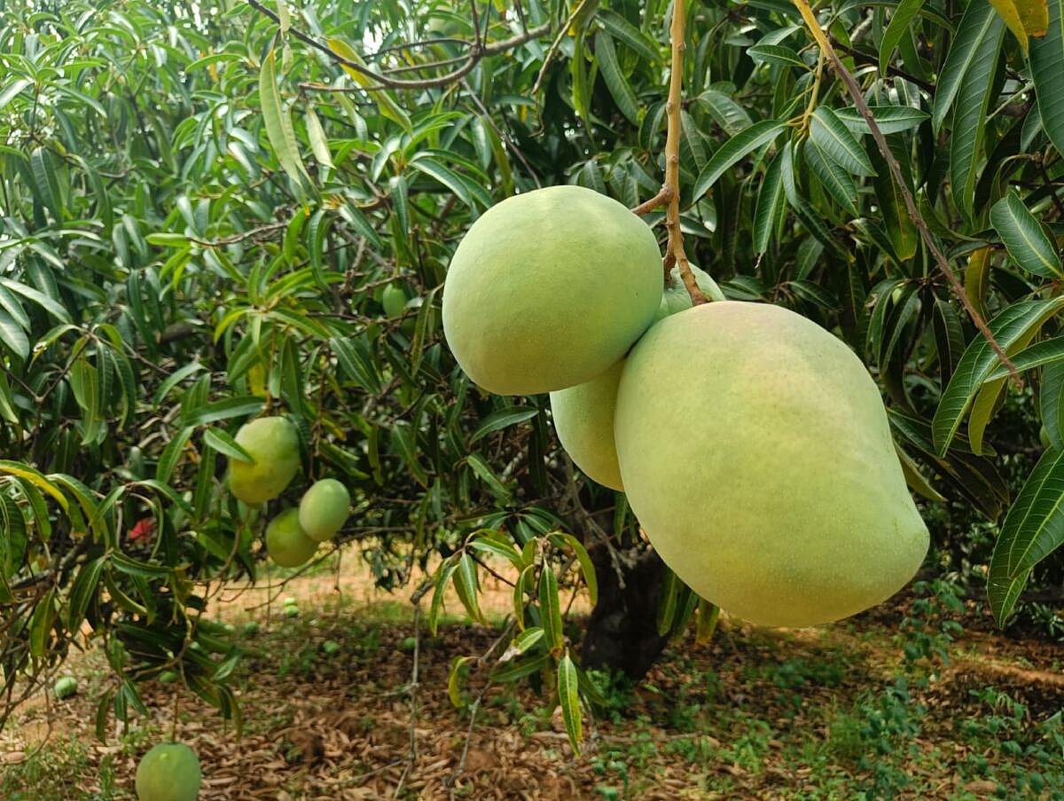 Mango Farmers: ಮಾವು ಬೆಳೆದವರ ನೋವು