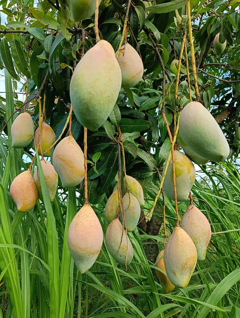Mango Farmers: ಮಾವು ಬೆಳೆದವರ ನೋವು