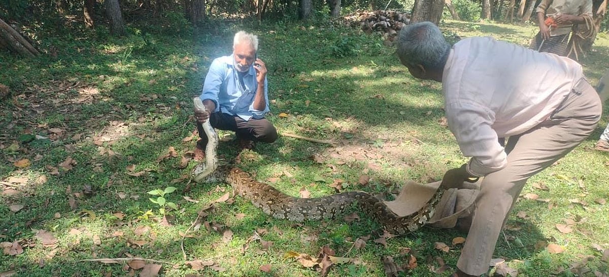 Python rescue: ತೆಂಗಿನಮಠ: 40 ಕೆ.ಜಿ. ತೂಕದ ಹೆಬ್ಬಾವು ಪ್ರತ್ಯಕ್ಷ