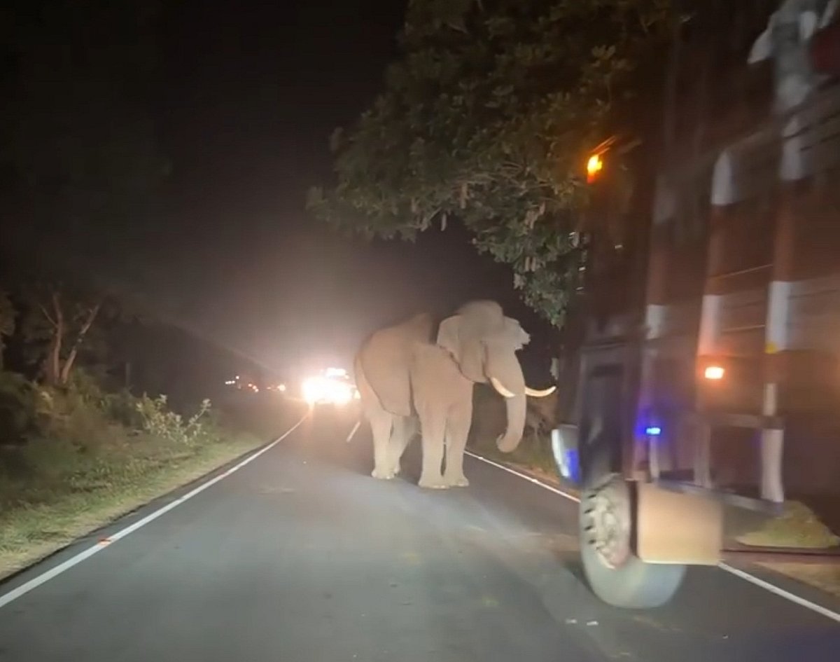 Bandipur elephant incident: ಆನೆಗೆ ಲಾರಿ ಗುದ್ದಿಸಲು ಯತ್ನ?