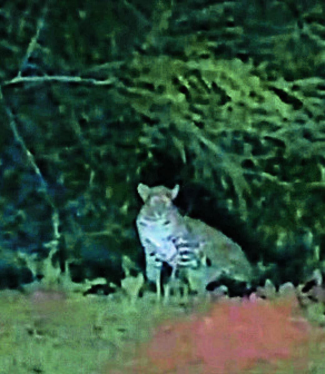Leopard Sighting: ಗುಂಡ್ಲುಪೇಟೆ ಸೋಮಹಳ್ಳಿ ಗ್ರಾಮದ ಬಳಿ ಚಿರತೆ ಪ್ರತ್ಯಕ್ಷ, ಆತಂಕ