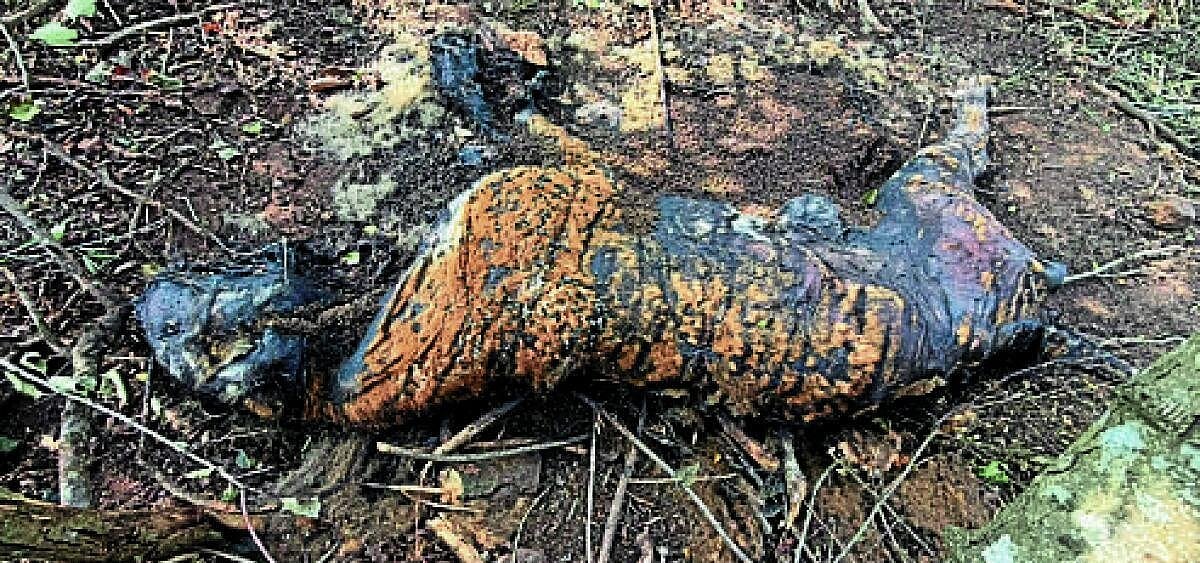 Tiger Death: ಬಂಡೀಪುರದಲ್ಲಿ ಉರುಳಿಗೆ ಸಿಲುಕಿ ಹುಲಿ ಸಾವು; ಆನೆ ಕಳೇಬರ ಪತ್ತೆ