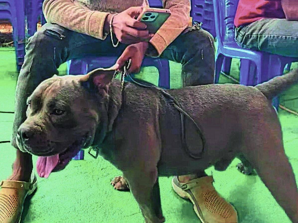 Dog Show: ಯುವದಸರೆಗೆ ಶ್ವಾನ ಪ್ರದರ್ಶನ ಮೆರುಗು ಮಡಿಕೇರಿ ಗಾಂಧಿ ಮೈದಾನದಲ್ಲಿ