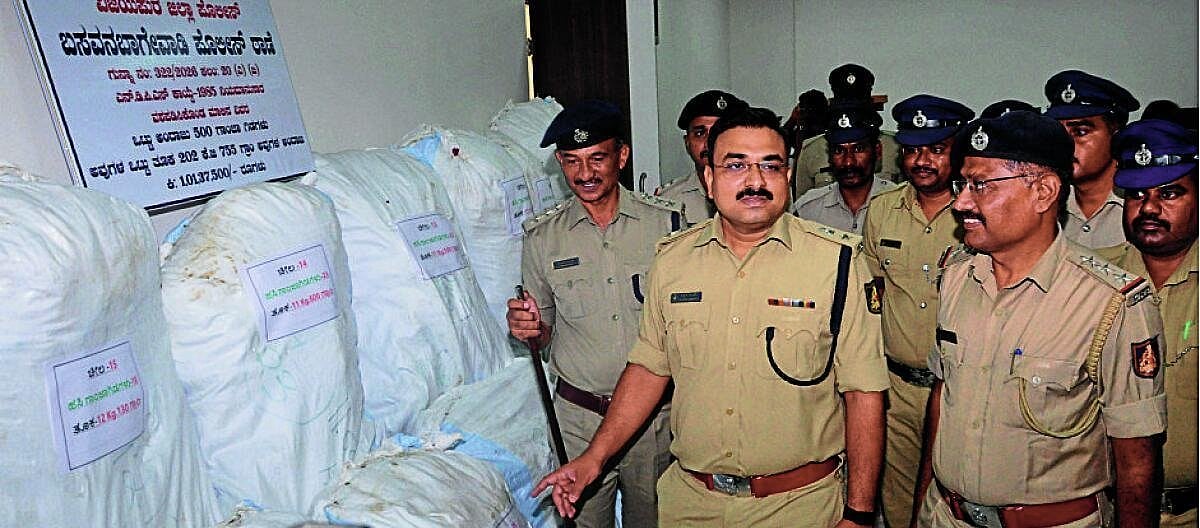 ವಿಜಯಪುರ: ತೊಗರಿ ಹೊಲದಲ್ಲಿ ಗಾಂಜಾ ಬೆಳೆದಿದ್ದ ವ್ಯಕ್ತಿ ಬಂಧನ, ₹1.1 ಕೋಟಿ ವಶ