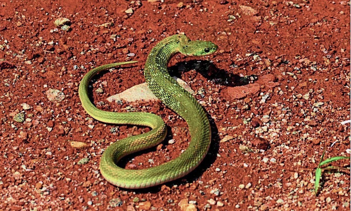 Green Keelback Snake: ಶಿಡ್ಲಘಟ್ಟದಲ್ಲಿ ಹಸಿರು ಕೀಲ್‌ ಬ್ಯಾಕ್‌ ಹಾವು ಪತ್ತೆ